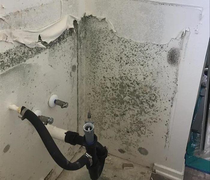 mold on the wall